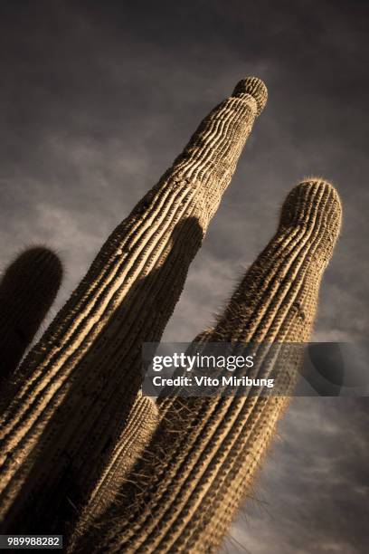 cactus (cardones) - cardon stock-fotos und bilder