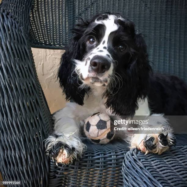 bailey copy - american cocker spaniel stockfoto's en -beelden