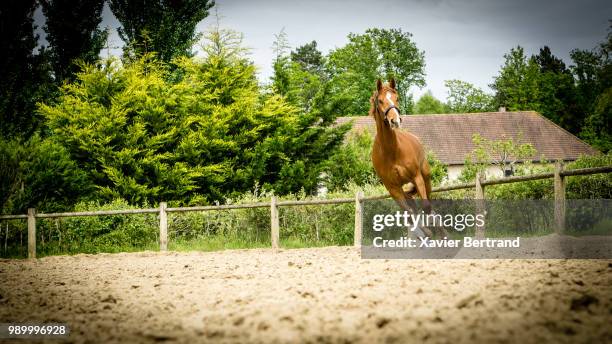 cheval - cheval stock pictures, royalty-free photos & images