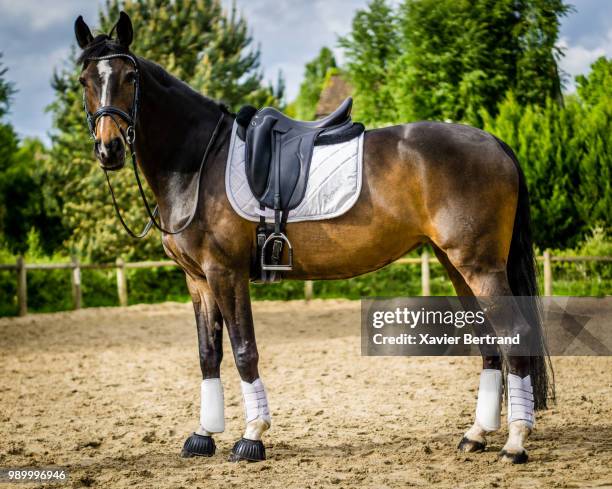 cheval - saddle stock pictures, royalty-free photos & images