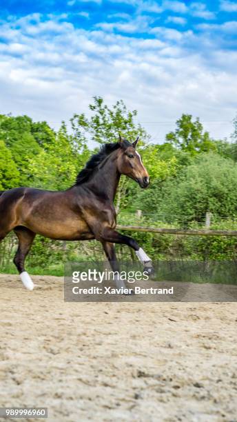 cheval - cheval stock pictures, royalty-free photos & images