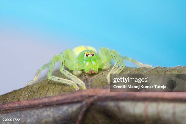 green huntsman spider (gnathopalystes sp.) - huntsman spider stockfoto's en -beelden