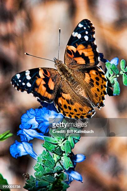 monarch butterfly - painted lady butterfly stock pictures, royalty-free photos & images