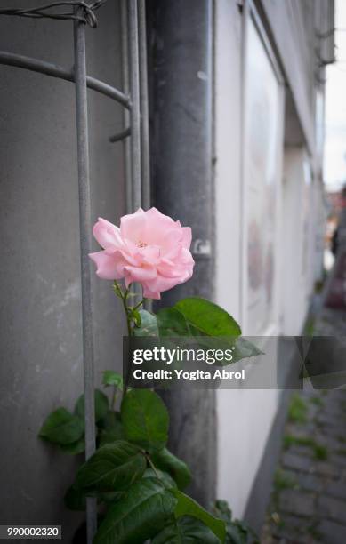 in a nook.jpg - nook stockfoto's en -beelden