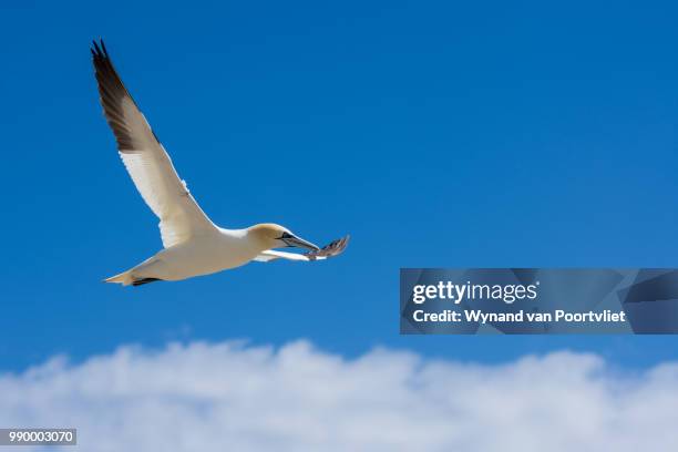 flying gannet - wynand van poortvliet stock pictures, royalty-free photos & images