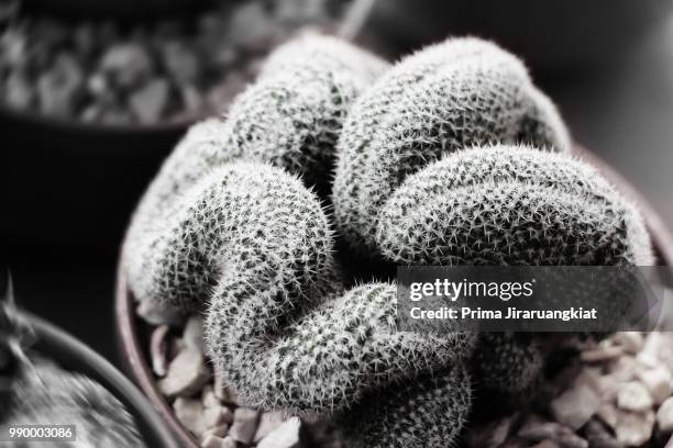 creased cactus - golden barrel cactus stock pictures, royalty-free photos & images