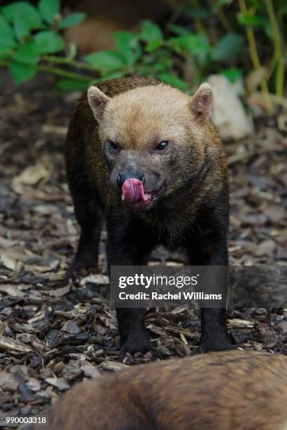 bush dog licking his nose - bush dog fotografías e imágenes de stock