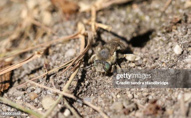 Fastest Flying Insect Photos and Premium High Res Pictures - Getty Images