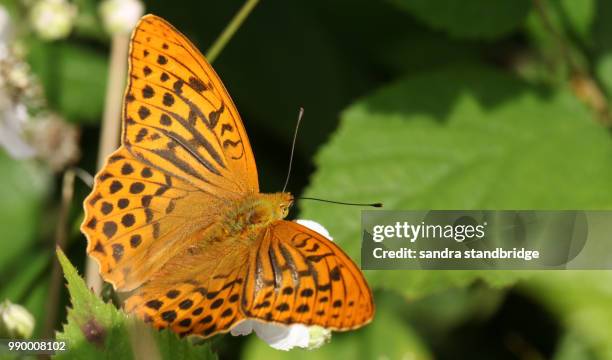 a stunning silver-washed fritillary butterfly (argynnis paphia) nectaring on a blackberry flower in woodland. - papillon fritillaire photos et images de collection