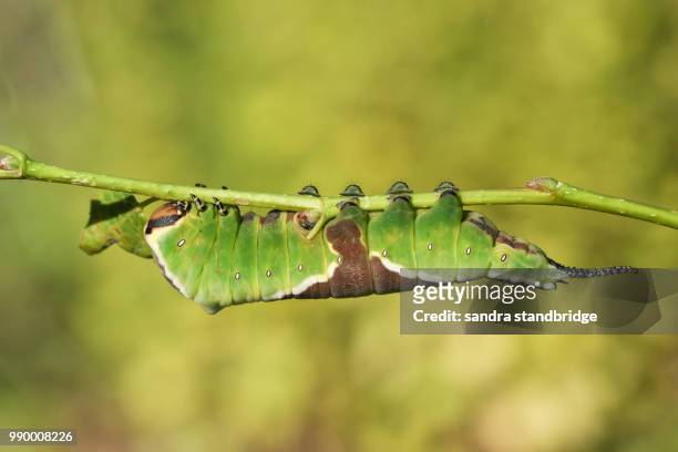 a stunning puss moth caterpillar (cerura vinulais) resting upside down on an aspen tree (populus tremula) in woodland . - hertford hertfordshire stockfoto's en -beelden