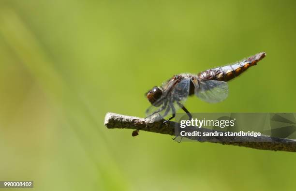 a stunning male broad-bodied chaser (libellula depressa) perching on a branch by the side of a lake. - libellulidae stock pictures, royalty-free photos & images