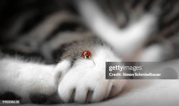 cat & ladybug - black and white cat stock pictures, royalty-free photos & images