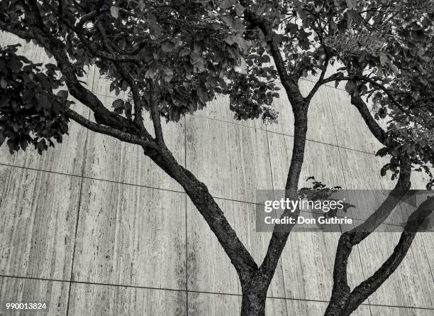 trees against the wall - guthrie stock pictures, royalty-free photos & images