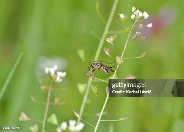 mosquito on grass. - korbel stock pictures, royalty-free photos & images