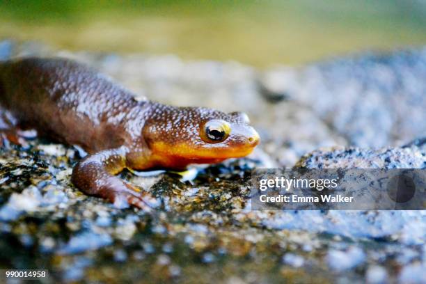 crawl from cool waters - newt stock pictures, royalty-free photos & images