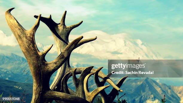 mt. mckinley - sachin stockfoto's en -beelden