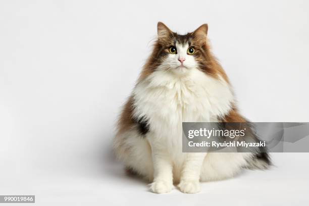 norwegian forest cat - norwegian forest cats foto e immagini stock