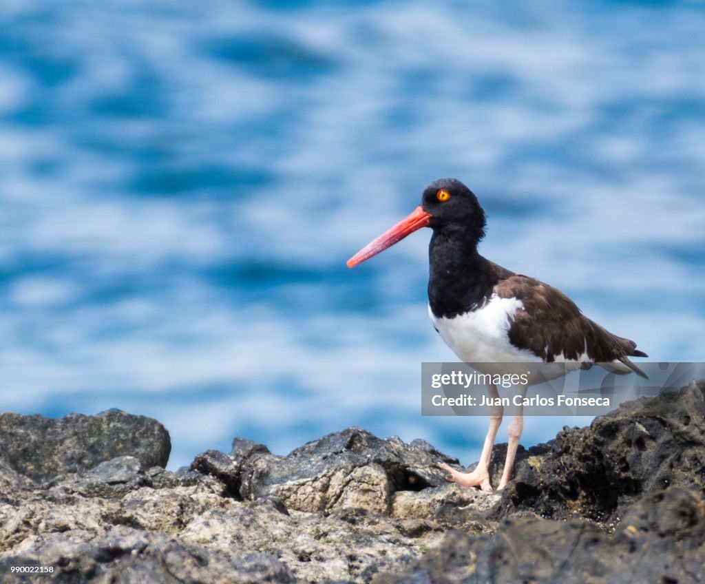 American oystercatcher