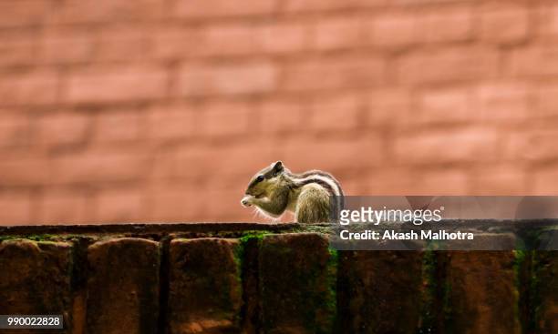 food hunt - chipmunk stock pictures, royalty-free photos & images
