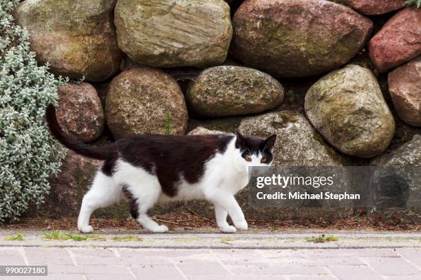 dorf katze - katze fotografías e imágenes de stock