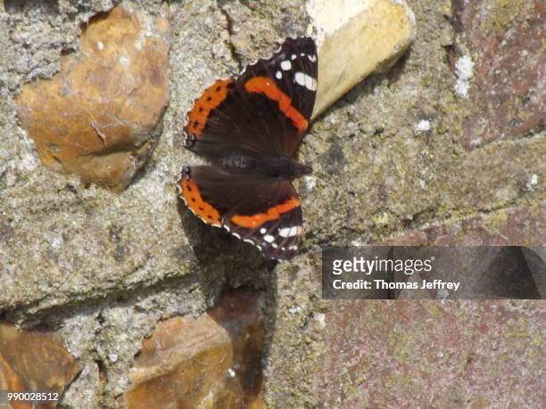 red admiral butterfly - mariposa numerada fotografías e imágenes de stock