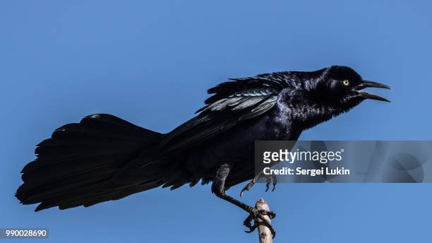 angry black bird - black bird stock pictures, royalty-free photos & images