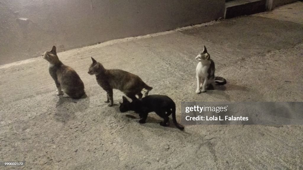 Little cats waiting for food