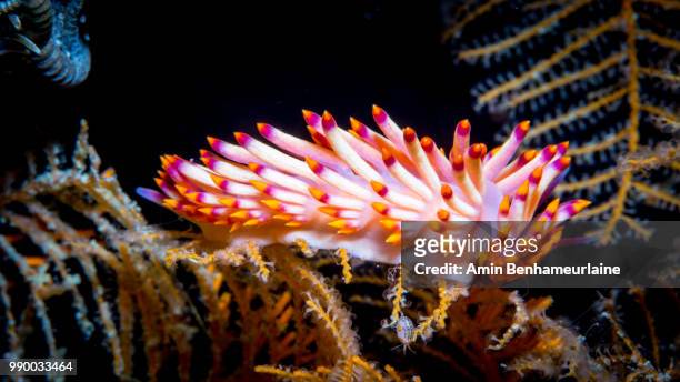redline flabellina - nudibranch - nudibranch stock pictures, royalty-free photos & images