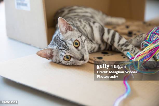 too hard - domestic cat stalking stock pictures, royalty-free photos & images