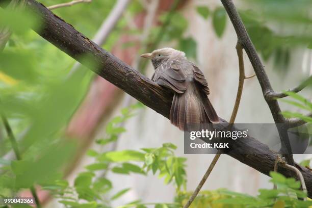 bird - kk bildbanksfoton och bilder