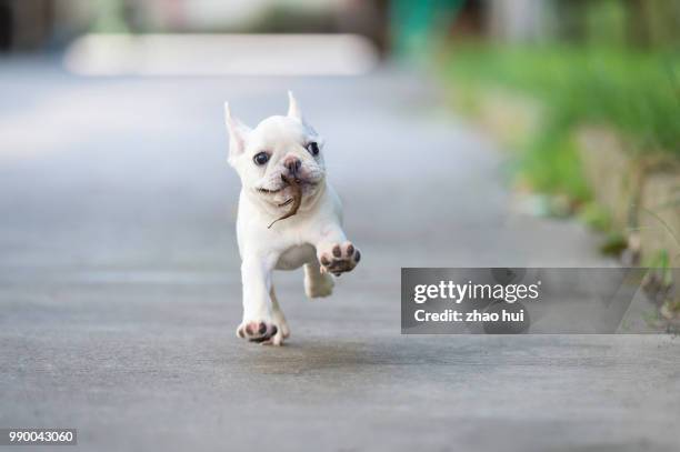 cute french bulldog baby - cute baby bulldogs stock pictures, royalty-free photos & images
