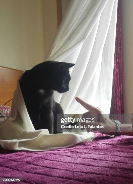 cat fighting and playing - lola falantes stock-fotos und bilder