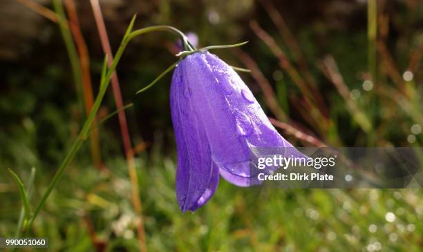 bell flower - violetta bell foto e immagini stock