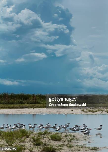 florida royal terns, lake okeechobee florida - lake okeechobee ストックフォトと画像