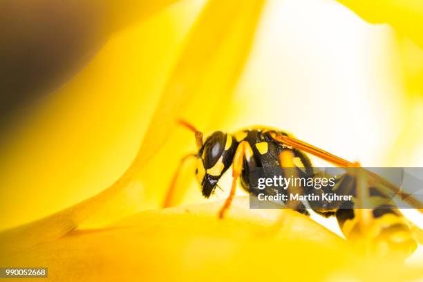 vespula vulgaris yellow - feldwespe stock-fotos und bilder