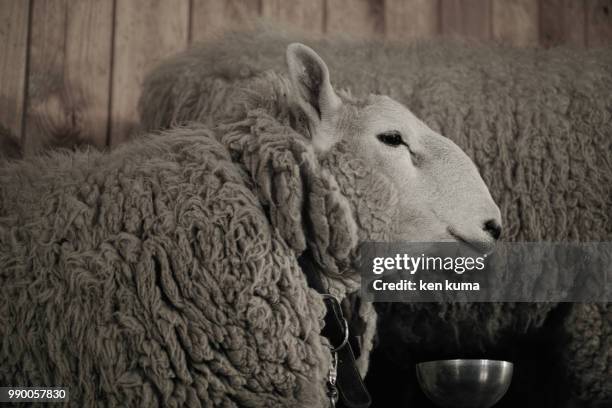 sheep - kuma stock pictures, royalty-free photos & images