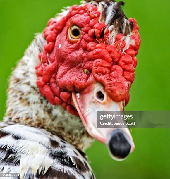 are you talking to me? - muscovy duck stock pictures, royalty-free photos & images