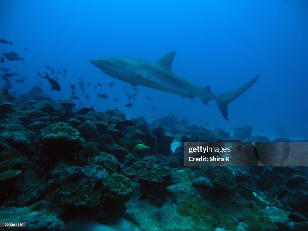 Galapagos Shark
