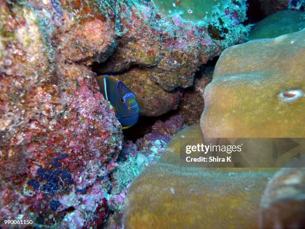 king angel fish - cocos island costa rica - cocos island costa rica fotografías e imágenes de stock