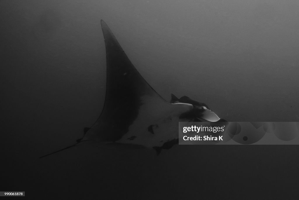 MantaRay BW