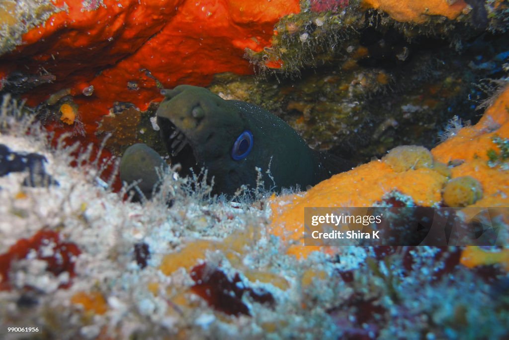 Monster Moray