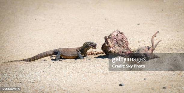 3-years comodo dragon's cub eats deer - squamata stock pictures, royalty-free photos & images