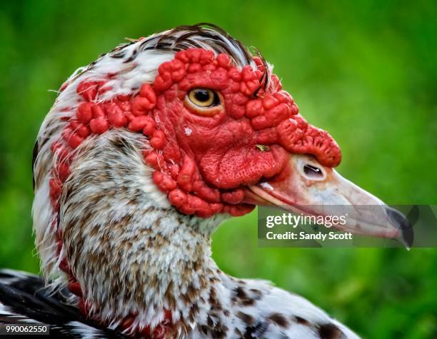 portrait of a duck - muscovy duck stockfoto's en -beelden