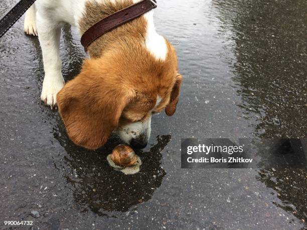 beagle sniffing a snail. - gastropod stock pictures, royalty-free photos & images