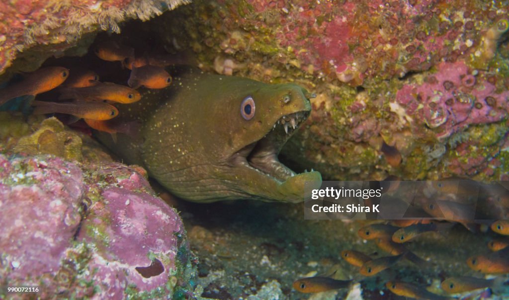 Speckled Moray Eel Shouting