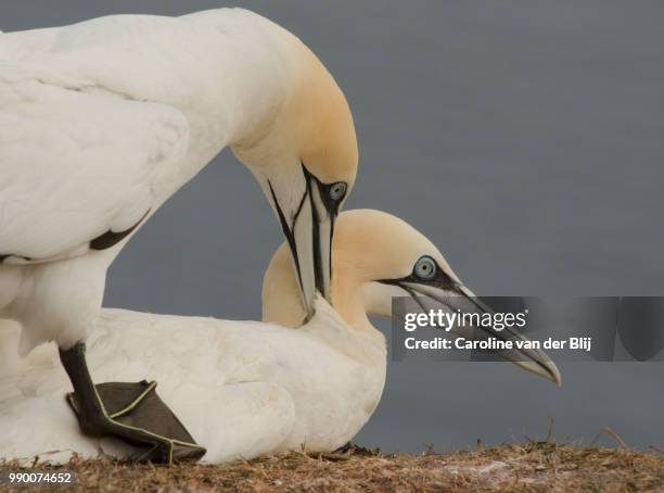 love is in the air - blij stock pictures, royalty-free photos & images