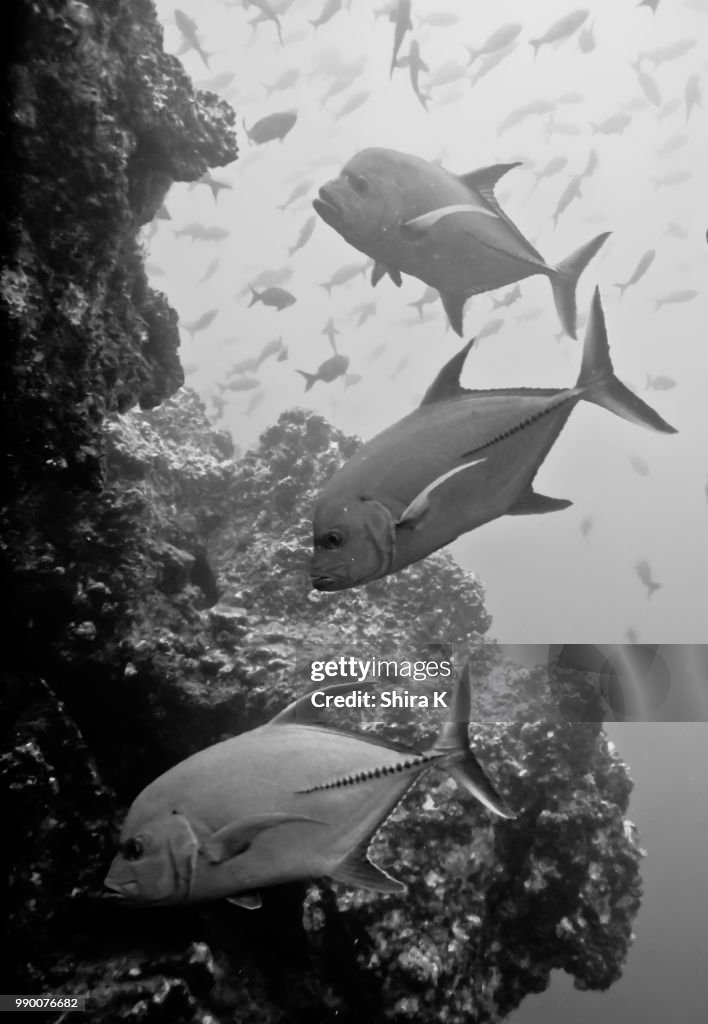 Black Jacks in Black and White