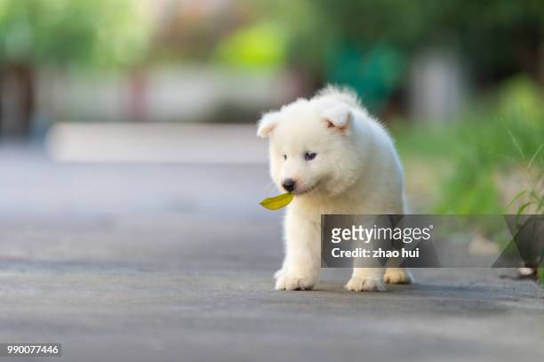 photo by: zhao hui - samoyed stock pictures, royalty-free photos & images