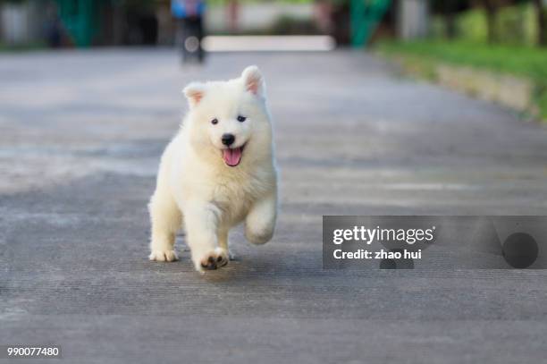 puppy samoyed boy - samoyed stock pictures, royalty-free photos & images