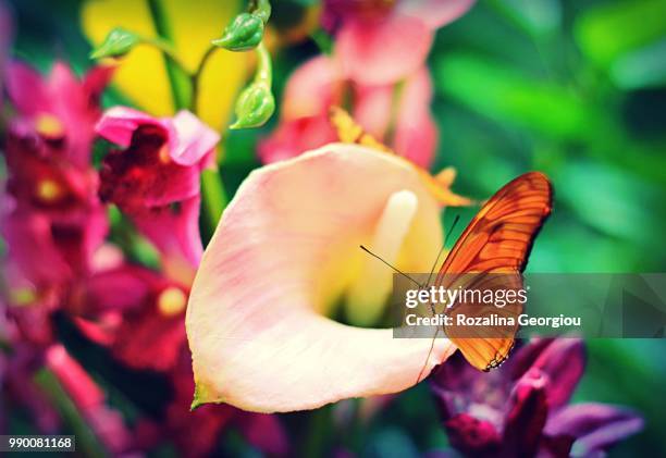 Transitory Nature Photos and Premium High Res Pictures - Getty Images